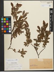 Foto von Salix waldsteiniana Willd.